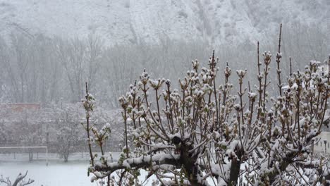 Schneefall-Auf-Blühendem-Baum-Im-Frühjahr