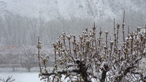 snowfall on flowering tree in spring