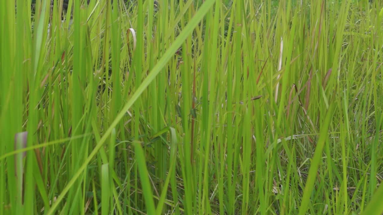 바람에 날리는 푸른 잔디