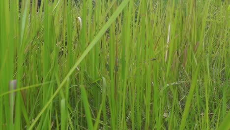 green grass that blows in the wind