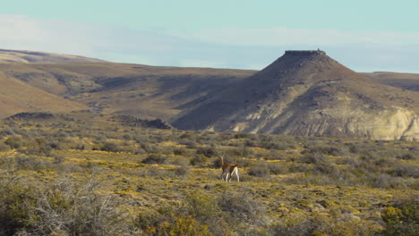 patas largas cuello largo cruces de animales llanura de matorrales cerca de un pequeño montículo plano