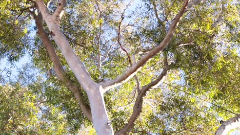 eucalyptus tree branches sway under clear blue sky