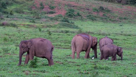 Los-Elefantes-Asiáticos-Son-Especies-En-Peligro-De-Extinción-Y-También-Son-Residentes-De-Tailandia