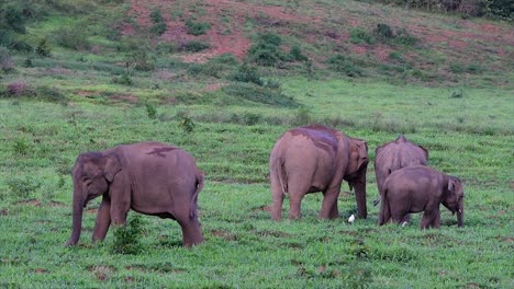 the asiatic elephants are endangered species and they are also residents of thailand