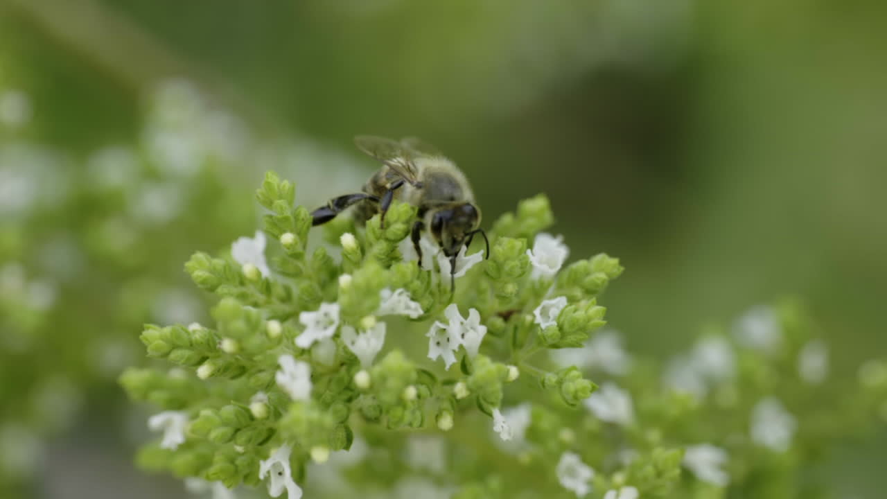 Honeybee on Oregano Flower