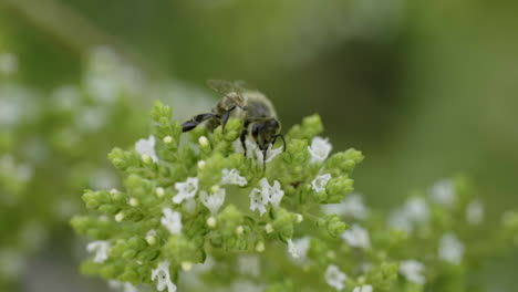 honeybee on oregano flower