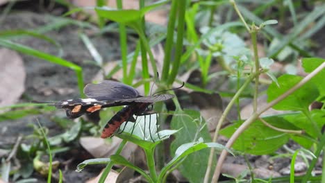 Hermosa-Mariposa-En-La-Hierba-Encontrando-Comida-