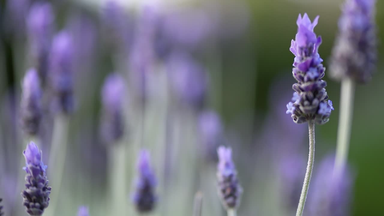 las flores de lavanda se balancean suavemente en la brisa
