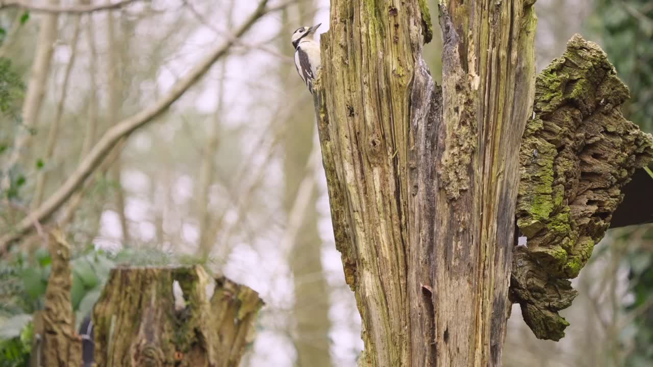 Slow motion great spotted woodpecker resting against mossy tree trunk