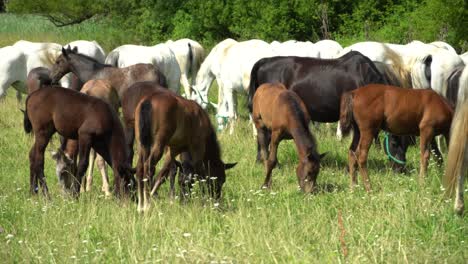 lipizzan 馬匹在綠色草原上放牧