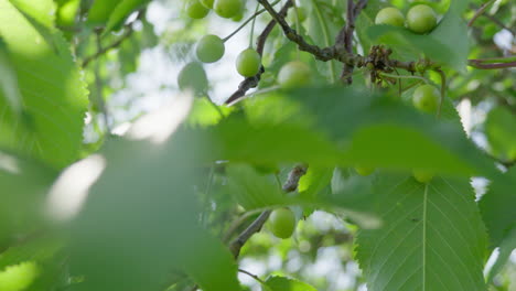 cerezas verdes madurando en las ramas a la luz del sol