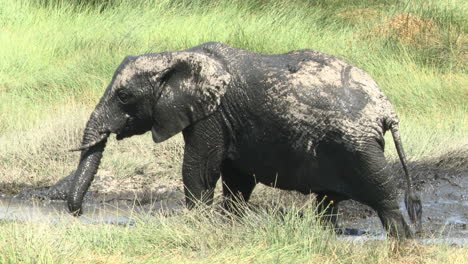 african elephant juvenile enjoying in the mud of a marsh, ndutu, tanzania