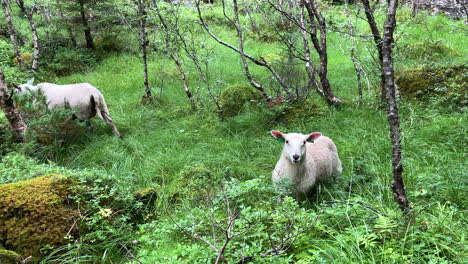 Medium-shot-of-two-domestic-sheep-grazing-in-tall-green-grass-in-a-rocky-and-densely-forested-pasture