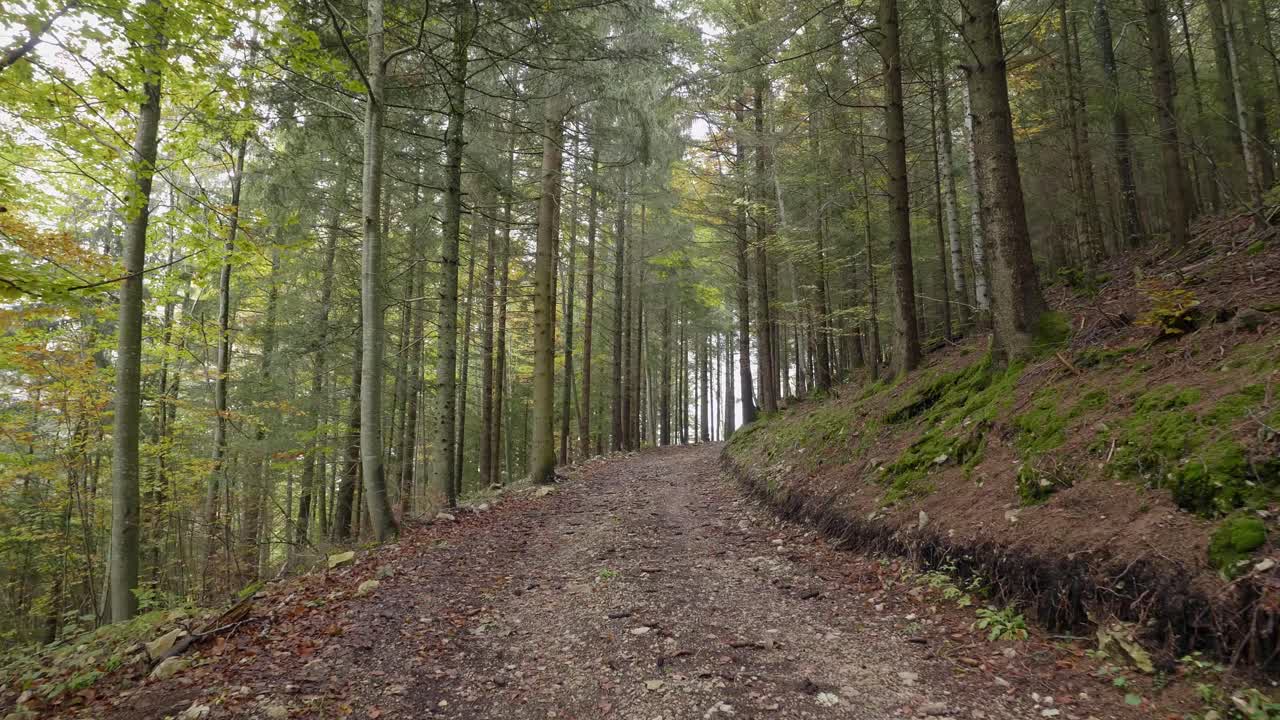 un sentiero nel bosco in autunno-1