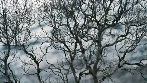 the dark leafless trees against the pale autumn sky