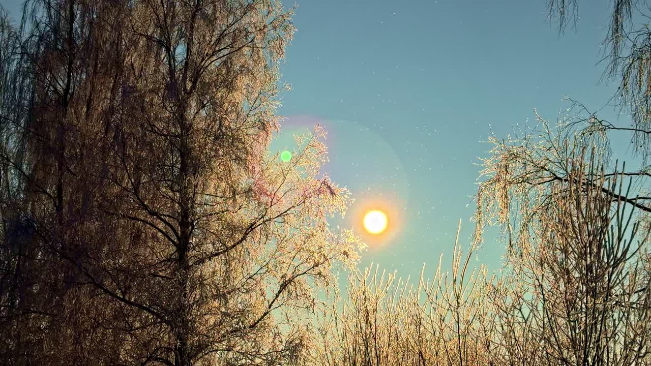 Solopgang over snedækkede vintertræer under blå himmel. Landskab i slowmotion, blå himmel.