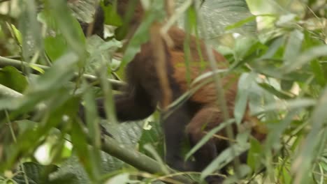 A-capuchin-monkey-walks-on-all-four-limbs-along-a-single-branch-in-a-tree,-side-following-shot