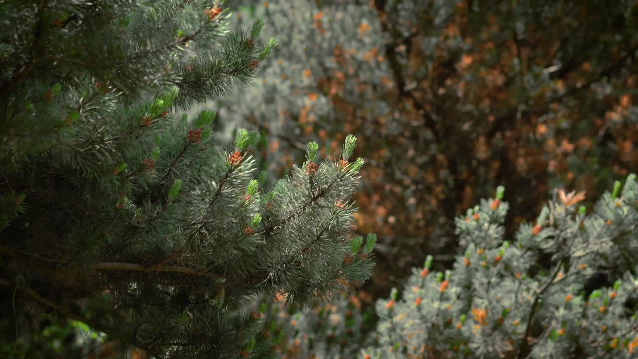 어두운 숲의 소나무 숲 안에서 바람에 부는 나무