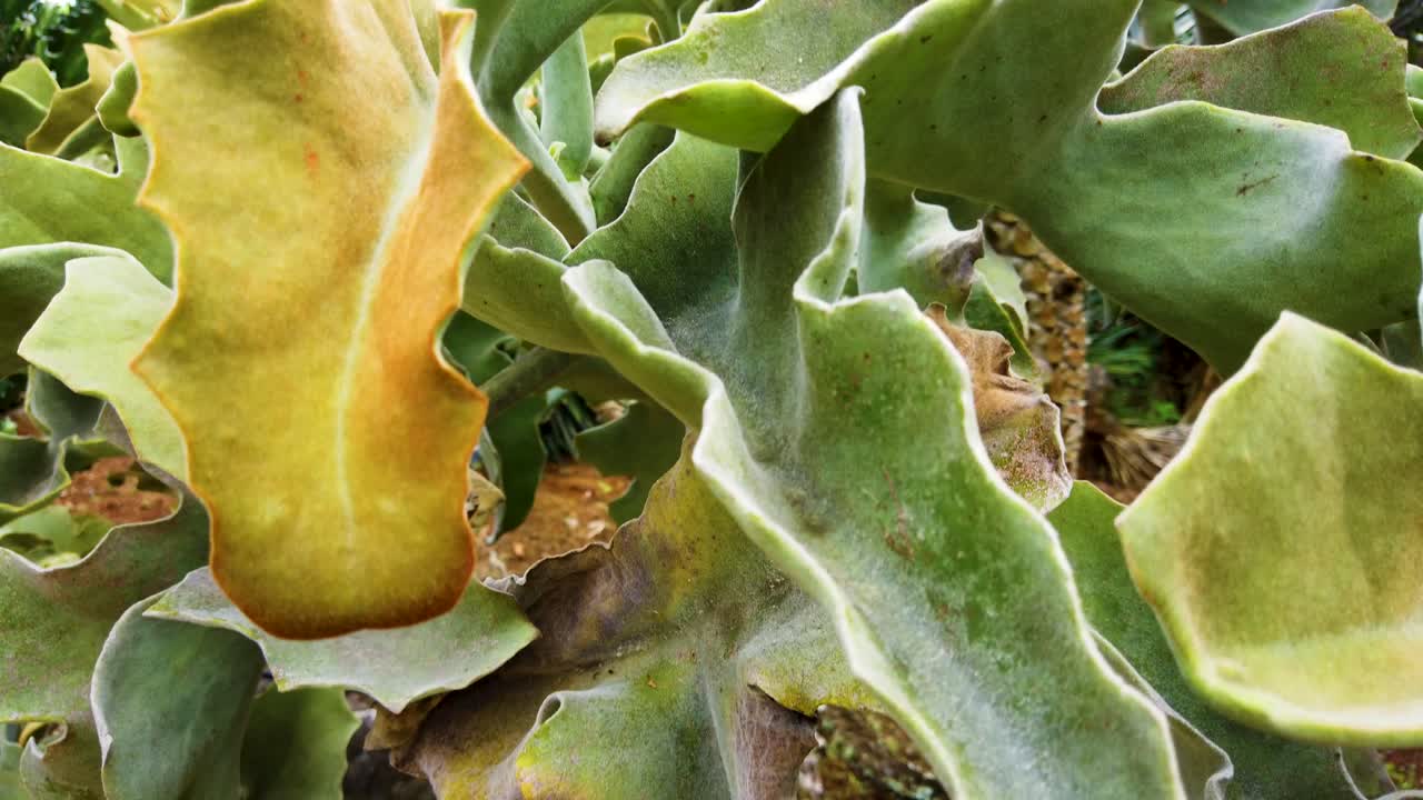 4k 하와이 카우아이는 큰 벨 잎을 따라 어 나옵니다.