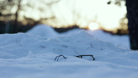 vista desde el suelo de una pequeña ramita en la nieve profunda al atardecer