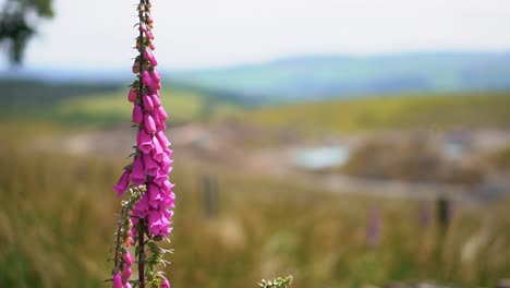 A-closeup-of-a-foxglove-plant-in-a-green-farm-field