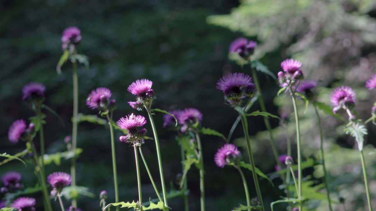 Insects, mainly bees, collect nectar from a burdock on a warm summer's day