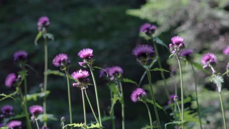 insects, mainly bees, collect nectar from a burdock on a warm summer's day