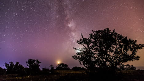 estrellas timelapse y vía láctea contra los árboles en el borde de un bosque al amanecer