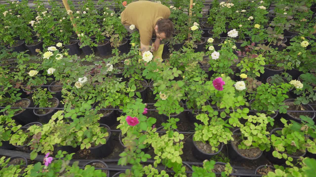 온실에서 일하는 젊은이가 장미를 확인하고 있습니다.