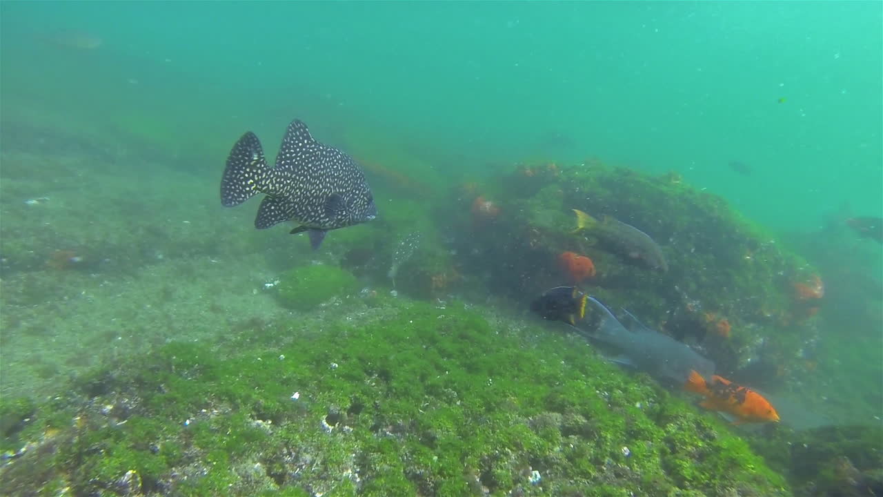 이 수중 촬영에서 거대한 쥐가오리가 산호와 물고기 사이에 숨어 있습니다.