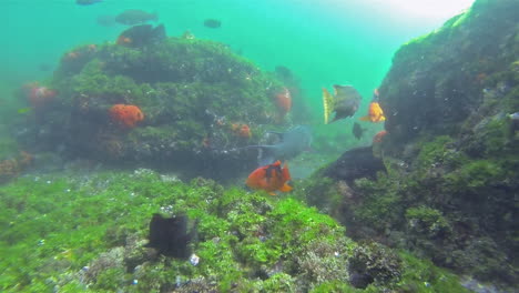 una enorme mantarraya se esconde entre los corales y los peces en esta toma submarina