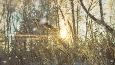 tree pine spruce in magic forest winter with falling snow sunny day. snow forest snowfall. christmas winter new year background. cinemagraph seamless loop animation motion gif render. white blue color