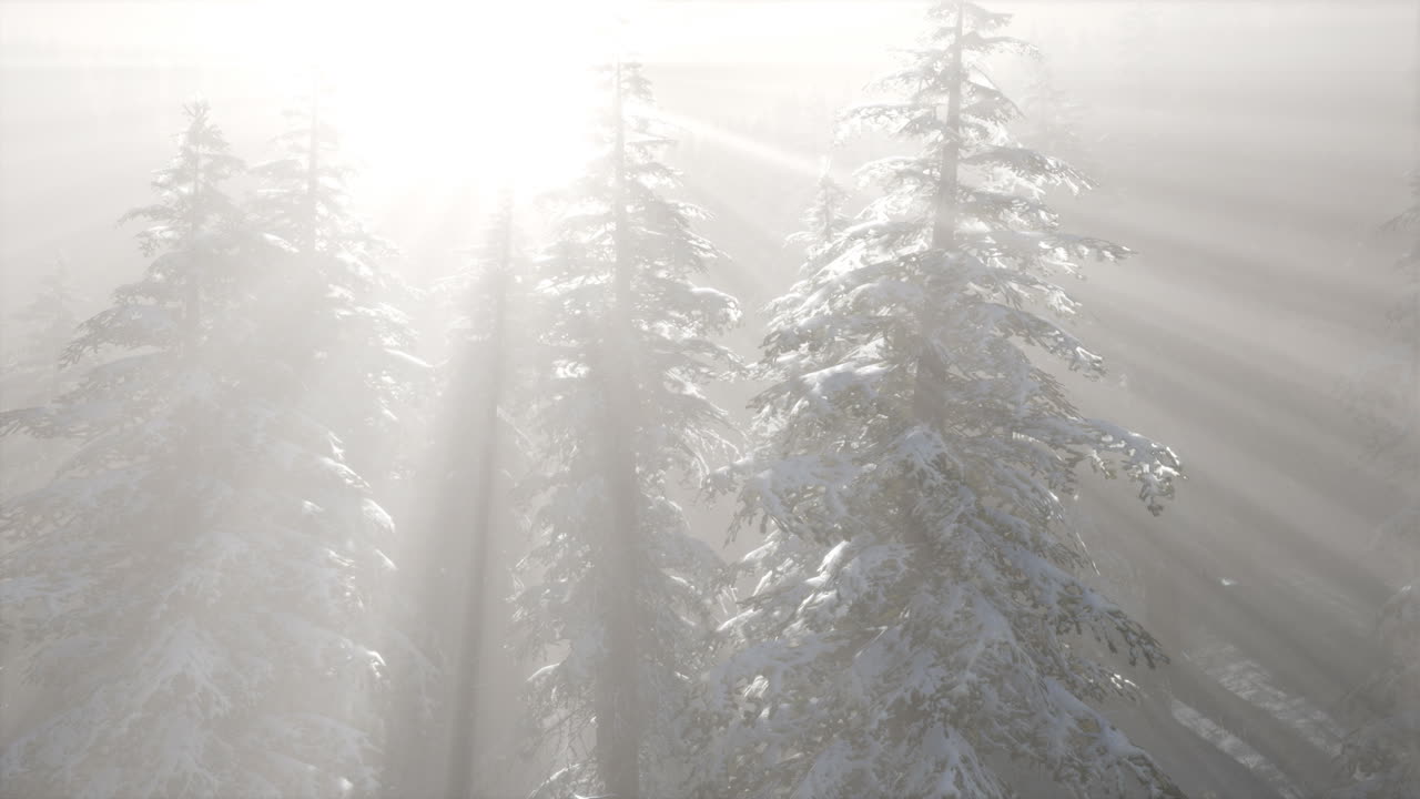 туманный туман в сосновом лесу на горных склонах