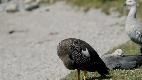 Female-Upland-Goose-Preening-Its-Feathers-In-Tierra-del-Fuego-Archipelago,-Argentina