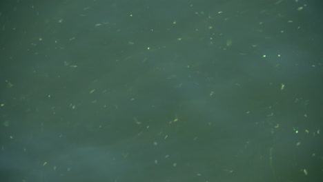 lake wave with light reflection. green algae.