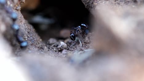 entry of an anthill. ants are working and carrying stuff.