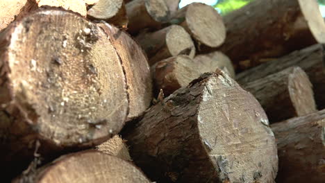 sol brillando sobre los troncos de árboles cortados apilados en el bosque - tiro inclinado hacia abajo