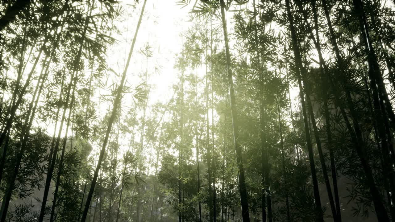 paisaje de un árbol de bambú en la selva tropical, malasia