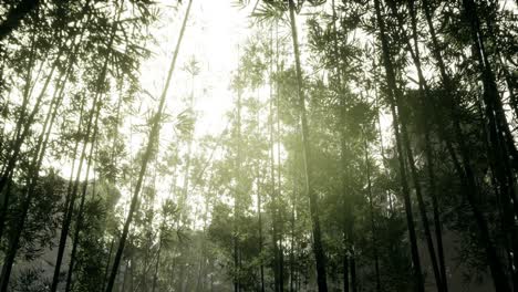 Paisaje-De-árboles-De-Bambú-En-La-Selva-Tropical,-Malasia