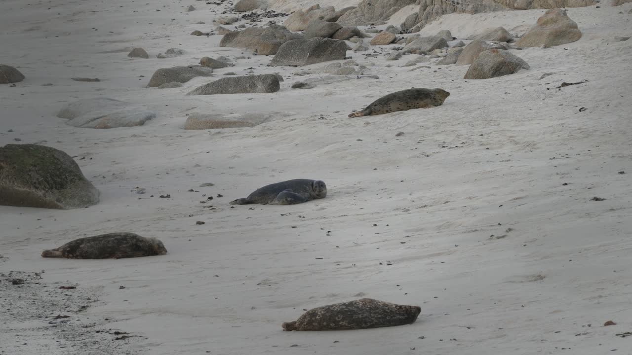 Musim anjing laut pelabuhan melahirkan di Pantai Hopkins, Pacific Grove, California
