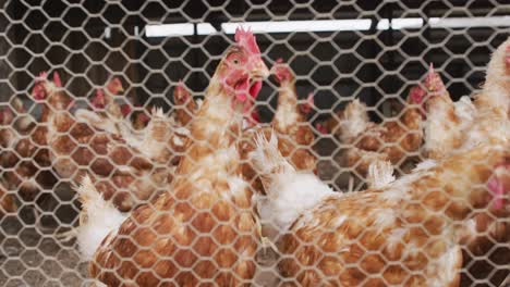 Close-up-of-a-flock-of-chickens-on-farm