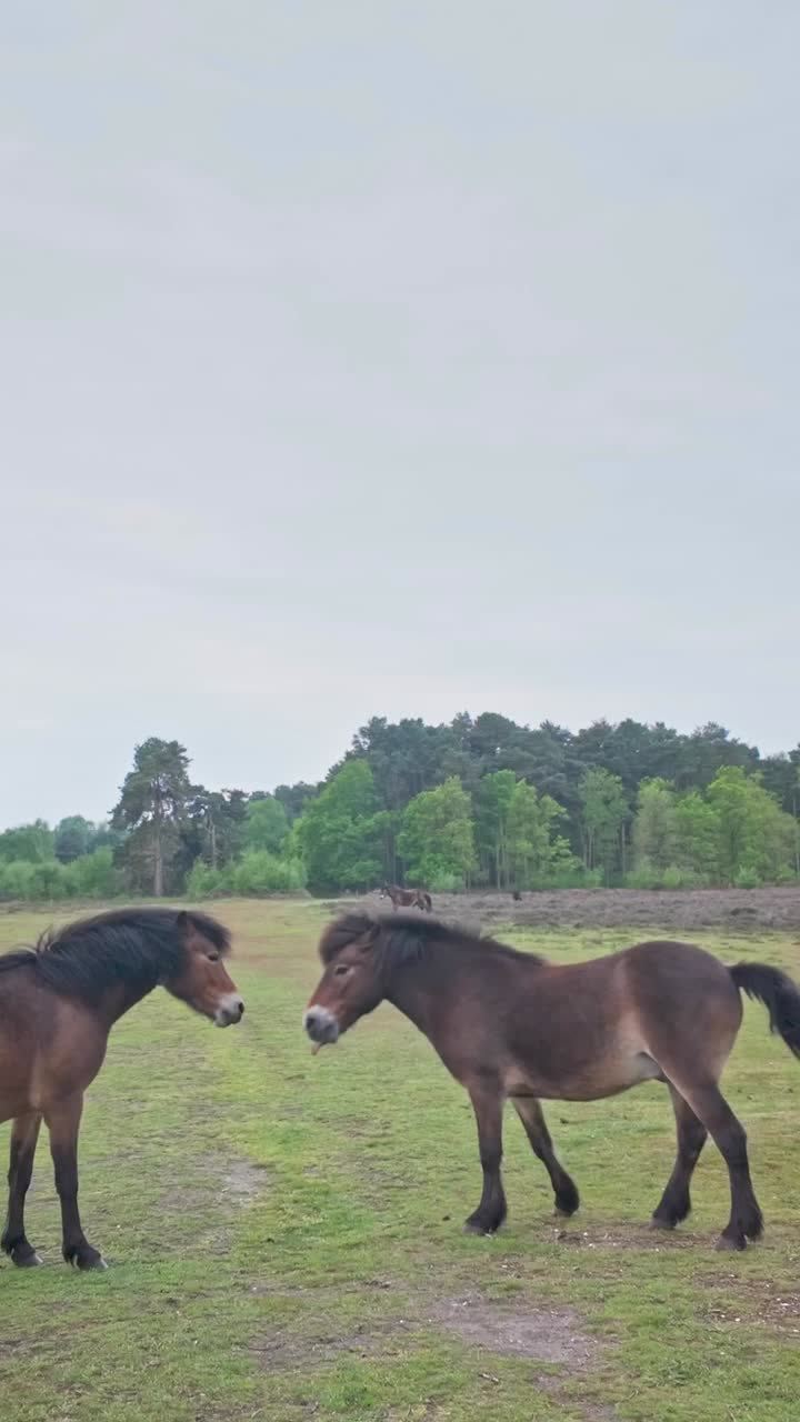 Two spirited wild ponies rearing playfully on rural heathland VERTICAL