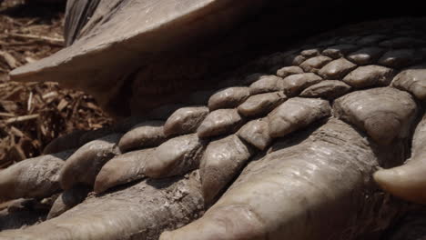 Close-up-macro-armor-scales-on-a-tortoise-leg