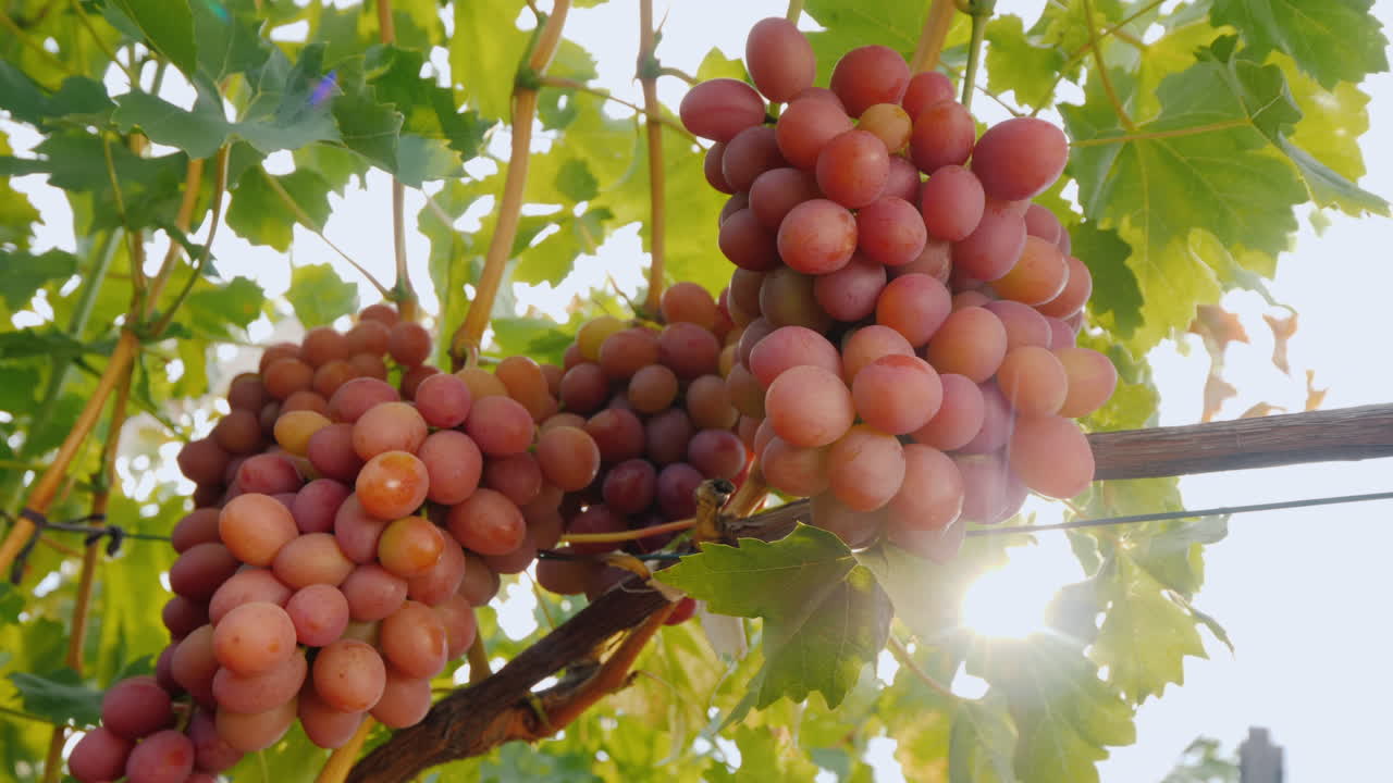 수확하기 전에 익은 포도의 수분이 많은 포도 다발에 태양이 빛난다
