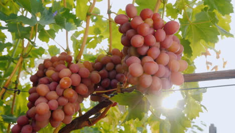 el sol brilla sobre jugosos racimos de uvas uvas maduras antes de la cosecha