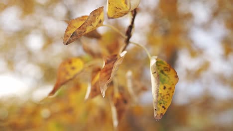 Close-up-footage-of-autumn-leaves-hanging-from-a-tree-branch