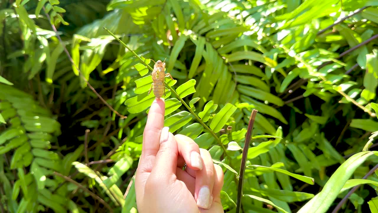 A hand points to a cicada shell amidst vibrant green foliage, highlighting nature's delicate details