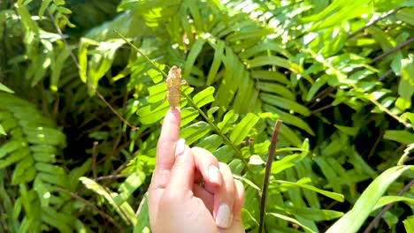 a hand points to a cicada shell amidst vibrant green foliage, highlighting nature's delicate details