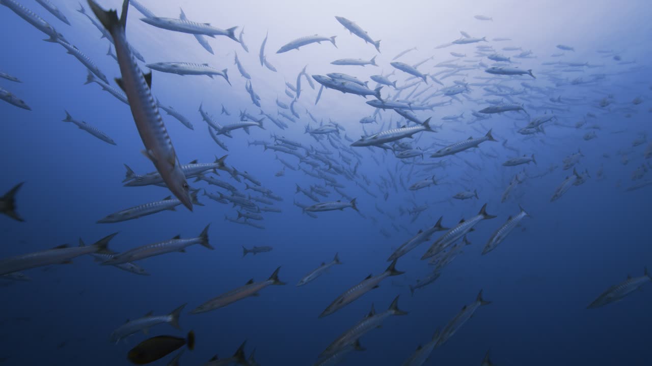 남태평양의 은 열대 물에서 타히티 섬 주변에 바라쿠다의 토네이도가 표면에 부혔습니다.