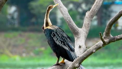 Pájaro-Grúa-Sentado-En-Un-árbol-En-El-Parque